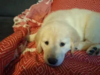 Sassy , a female Golden Retriever for sale in Kingsland, TX – 1 of 10