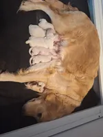 Barby, a female Golden Retriever for sale in Kingsland, TX – 3 of 10