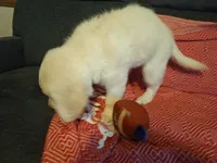 Butternut , a male Golden Retriever for sale in Kingsland, TX – 5 of 10
