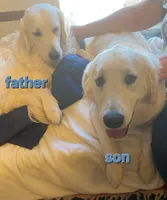 Happy , a male Golden Retriever for sale in Kingsland, TX – 2 of 10