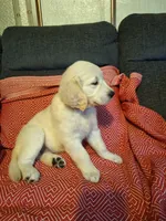 Barby, a female Golden Retriever for sale in Kingsland, TX – 5 of 10