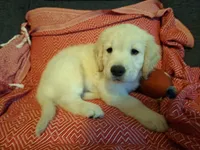 Happy , a male Golden Retriever for sale in Kingsland, TX – 10 of 10