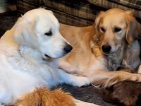 Lightning , a male Golden Retriever for sale in Kingsland, TX – 10 of 10