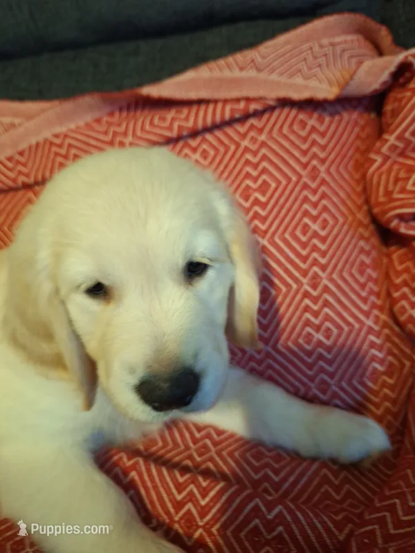Mr. Black – Golden Retriever puppy for sale in Kingsland, TX