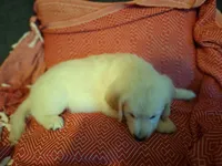 Mr. Black, a male Golden Retriever for sale in Kingsland, TX – 8 of 10