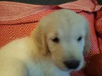Happy , a male Golden Retriever for sale in Kingsland, TX – 6 of 10