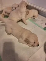 Barby, a female Golden Retriever for sale in Kingsland, TX – 6 of 10