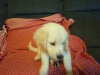 Butternut , a male Golden Retriever for sale in Kingsland, TX – 8 of 10