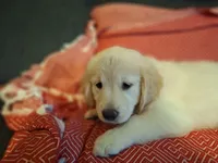 Sassy , a female Golden Retriever for sale in Kingsland, TX – 7 of 10