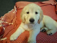 Sassy , a female Golden Retriever for sale in Kingsland, TX – 2 of 10