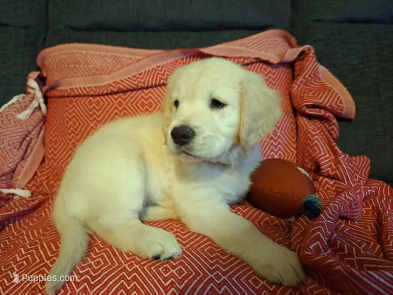 Happy  – Golden Retriever puppy for sale in Kingsland, TX