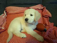 Happy , a male Golden Retriever for sale in Kingsland, TX – 4 of 10