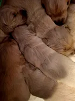 Barby, a female Golden Retriever for sale in Kingsland, TX – 7 of 10