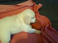 Butternut , a male Golden Retriever for sale in Kingsland, TX – 4 of 10