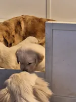 Lightning , a male Golden Retriever for sale in Kingsland, TX – 9 of 10