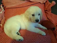 Butternut , a male Golden Retriever for sale in Kingsland, TX – 6 of 10