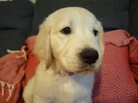 Barby, a female Golden Retriever for sale in Kingsland, TX – 2 of 10
