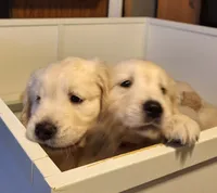 Barby, a female Golden Retriever for sale in Kingsland, TX – 10 of 10