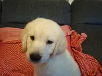 Butternut , a male Golden Retriever for sale in Kingsland, TX – 7 of 10
