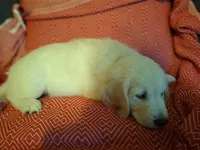 Mr. Black, a male Golden Retriever for sale in Kingsland, TX – 4 of 10