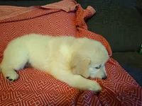 Sassy , a female Golden Retriever for sale in Kingsland, TX – 6 of 10