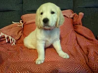 Lightning , a male Golden Retriever for sale in Kingsland, TX – 8 of 10