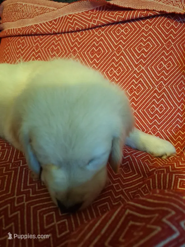 Mr. Black – Golden Retriever puppy for sale in Kingsland, TX