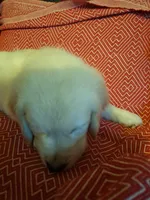 Mr. Black, a male Golden Retriever for sale in Kingsland, TX – 1 of 10