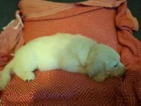 Mr. Black, a male Golden Retriever for sale in Kingsland, TX – 10 of 10