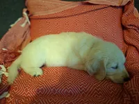 Mr. Black, a male Golden Retriever for sale in Kingsland, TX – 5 of 10