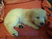 Sassy , a female Golden Retriever for sale in Kingsland, TX – 9 of 10