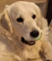 Sassy , a female Golden Retriever for sale in Kingsland, TX – 4 of 10