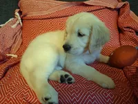 Happy , a male Golden Retriever for sale in Kingsland, TX – 5 of 10