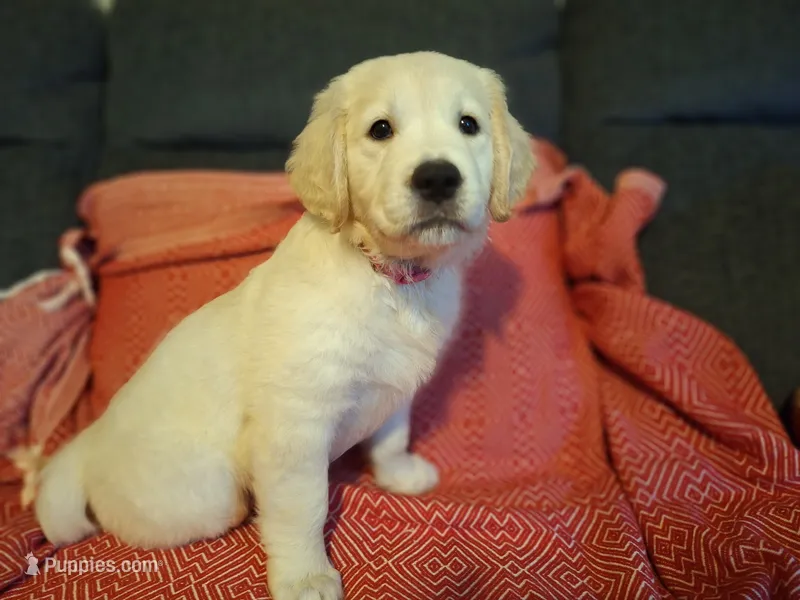 Barby – Golden Retriever puppy for sale in Kingsland, TX