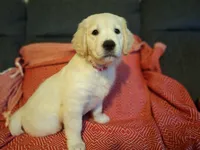Barby, a female Golden Retriever for sale in Kingsland, TX – 1 of 10