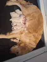 Sassy , a female Golden Retriever for sale in Kingsland, TX – 5 of 10
