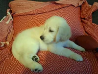 Sassy , a female Golden Retriever for sale in Kingsland, TX – 3 of 10