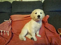 Lightning , a male Golden Retriever for sale in Kingsland, TX – 7 of 10