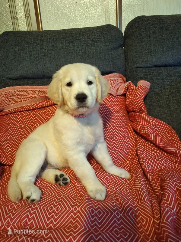 Lightning  – Golden Retriever puppy for sale in Kingsland, TX