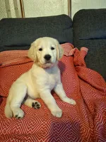 Lightning , a male Golden Retriever for sale in Kingsland, TX – 1 of 10