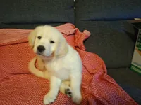 Butternut , a male Golden Retriever for sale in Kingsland, TX – 2 of 10