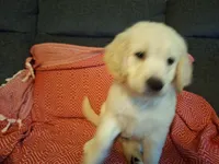Butternut , a male Golden Retriever for sale in Kingsland, TX – 3 of 10