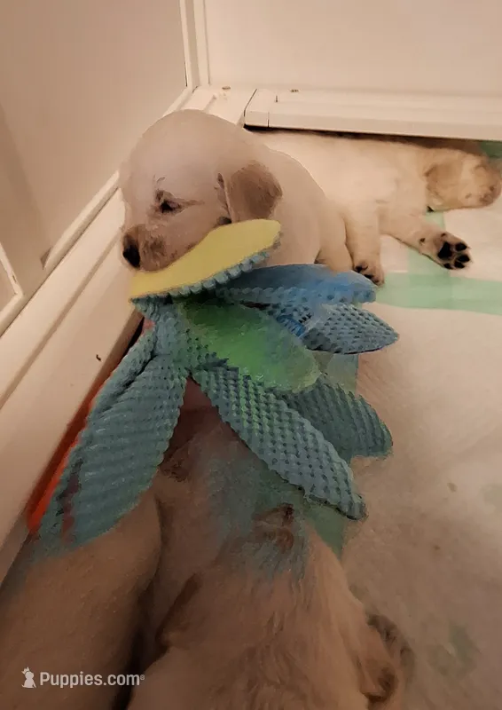 Happy  – Golden Retriever puppy for sale in Kingsland, TX