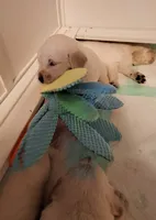 Happy , a male Golden Retriever for sale in Kingsland, TX – 1 of 10