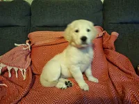 Barby, a female Golden Retriever for sale in Kingsland, TX – 4 of 10