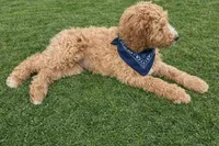 Teddy, a male Goldendoodle for sale in Roseville, CA – Photo 3 of 4