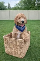 Teddy, a male Goldendoodle for sale in Roseville, CA – Photo 1 of 4