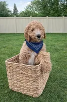 Teddy, a male Goldendoodle for sale in Roseville, CA – Photo 4 of 4