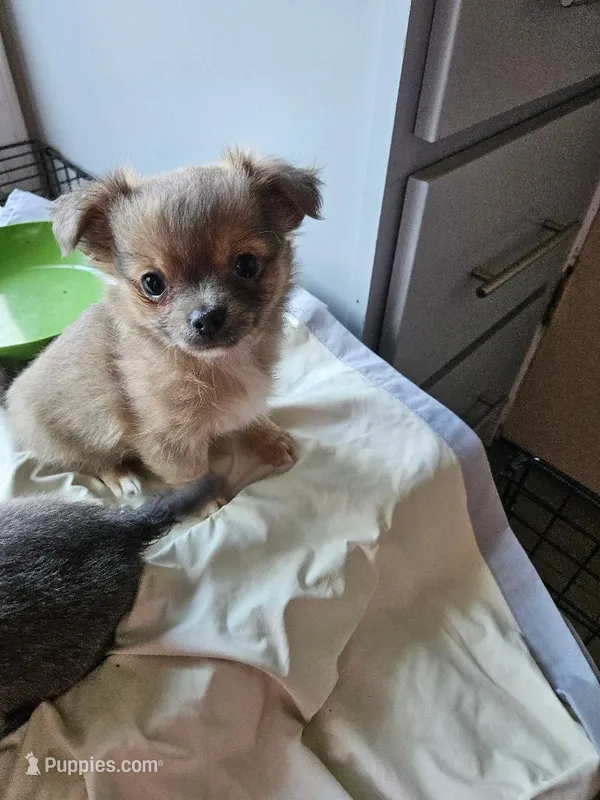 brother 1 – Chihuahua puppy for sale in Warsaw, IN