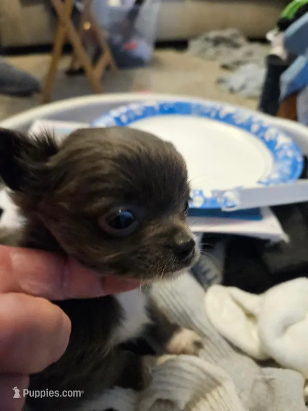 brother 2 – Chihuahua puppy for sale in Warsaw, IN